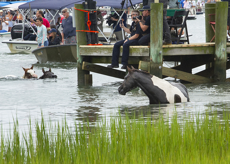 Chincoteague Wild Ponies : Richard Moore : Photographer : Photojournalist